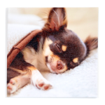 心に残るキャンバスプリントで思い出を共有